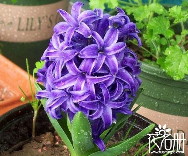 波导手机最早机型翻盖_波导手机翻盖图片_波导手机翻盖游戏