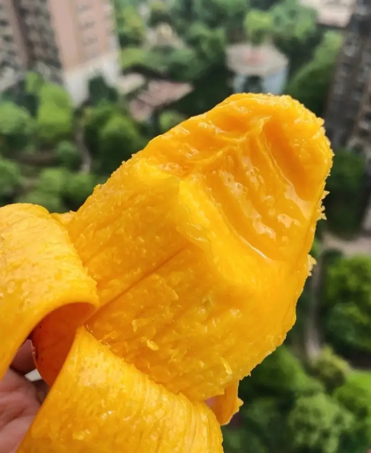 圆规小姐游戏正版手机游戏_破解版手机游戏_917手机版游戏