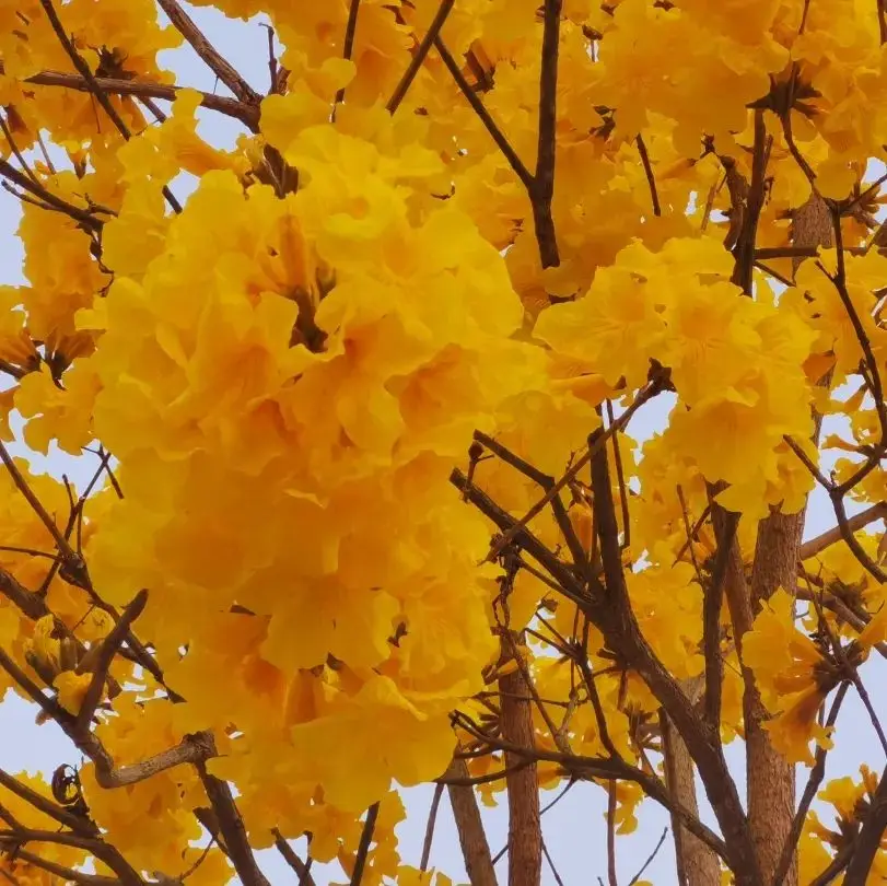 樱川六花_樱川六花_樱川六花