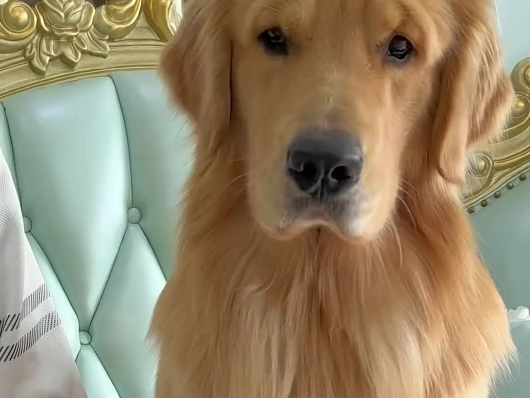 iq手机分屏游戏_能分屏玩的手机游戏_分屏幕游戏