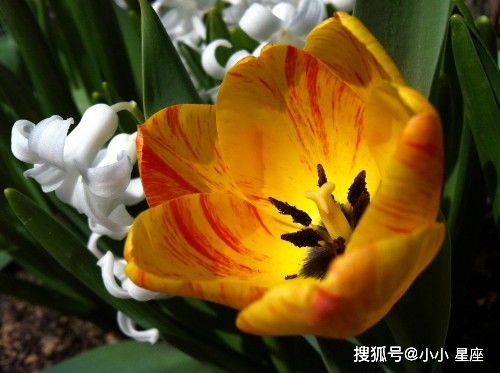 自由鸢尾和维希教廷是哪个国家_自由鸢尾_自由鸢尾有哪些船