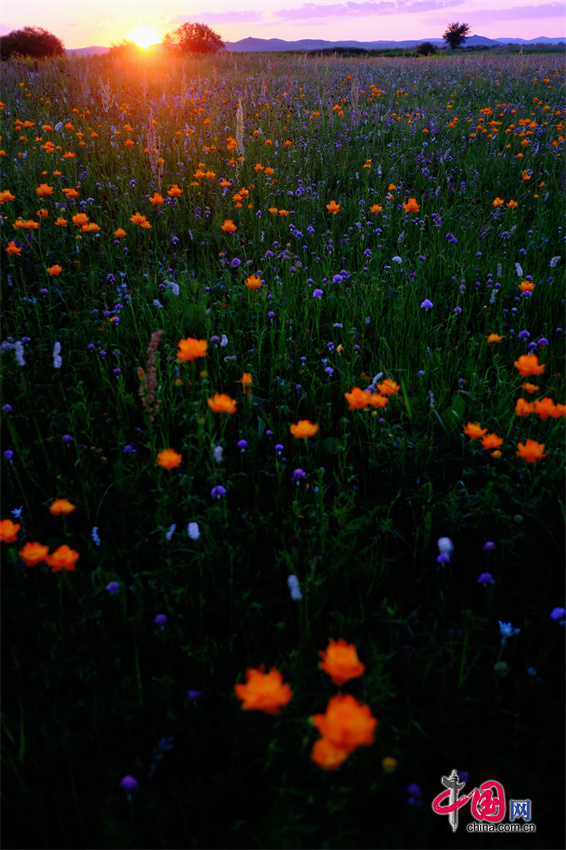 钢印族_钢印族_钢印族