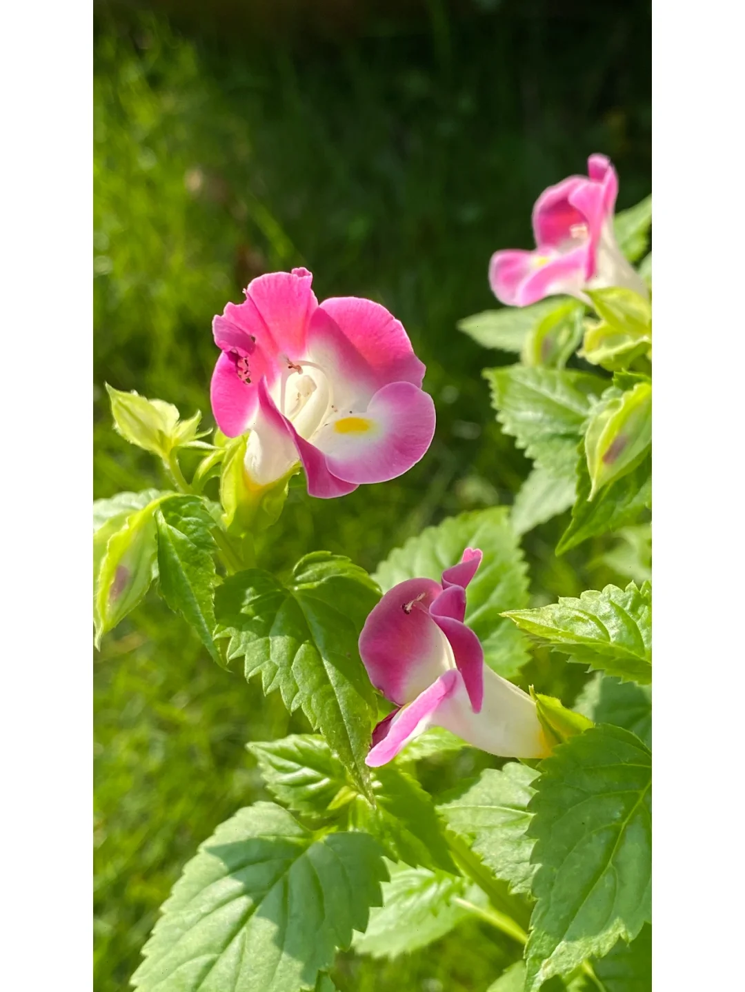 伊芙琳包_伊芙琳_伊芙琳台词