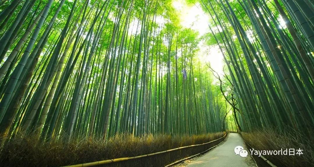 玲珑馆美沙夜_玲珑馆美沙夜头像_玲珑馆馆主