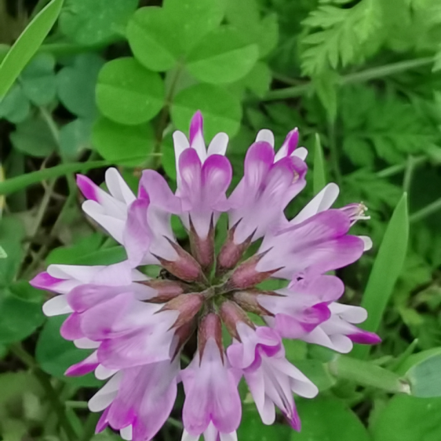 p40手机支不支持打游戏_p40适合打游戏吗_p40能玩游戏吗