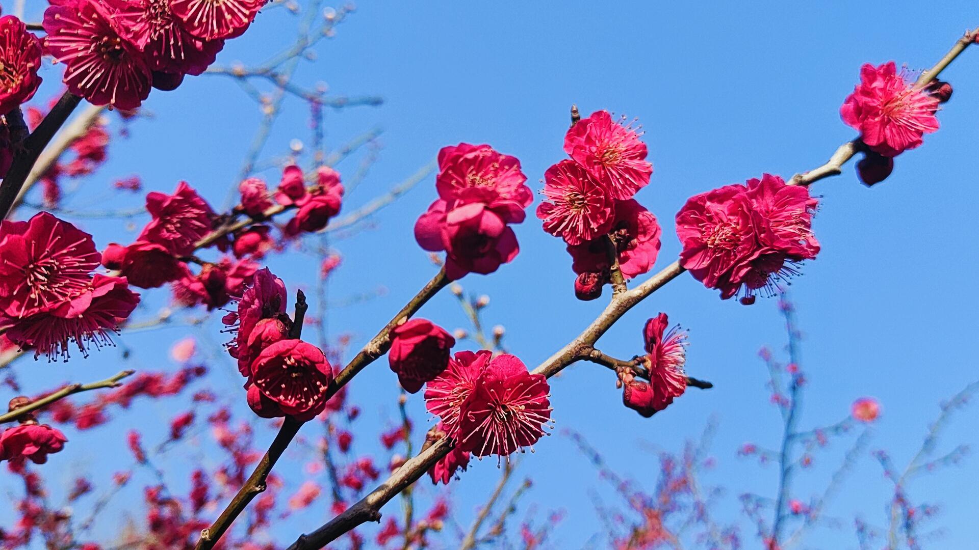 春姬_春姬_春姬