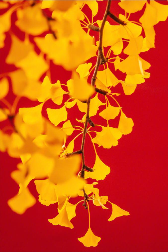 石原夏织_夏织lofter_织夏是什么意思