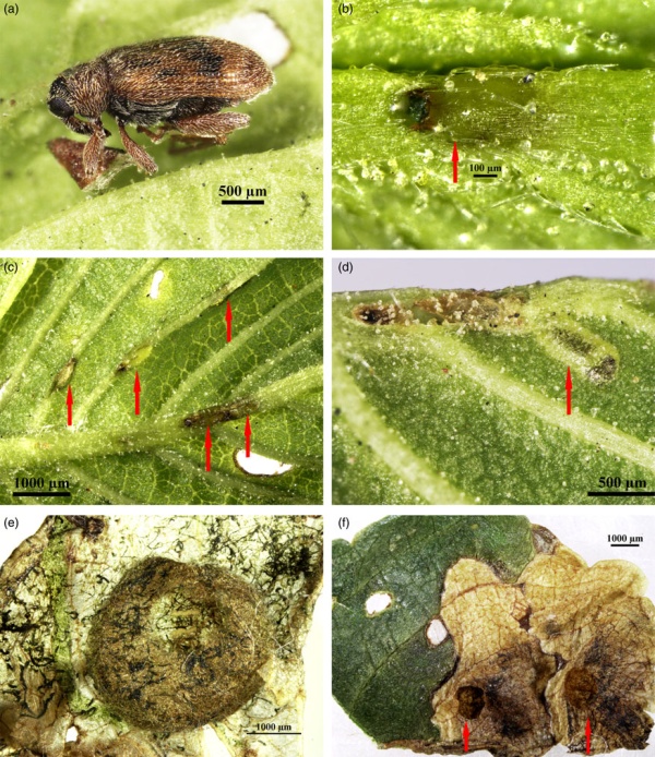《变身emergence》_《变身emergence》_《变身emergence》