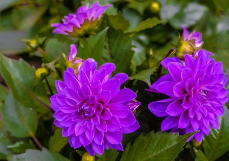 花子君_子君花代表什么_子君花图片