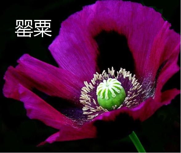 二战推演版手机兵棋游戏大全_二战推演版手机兵棋游戏视频_二战兵棋推演手机版游戏