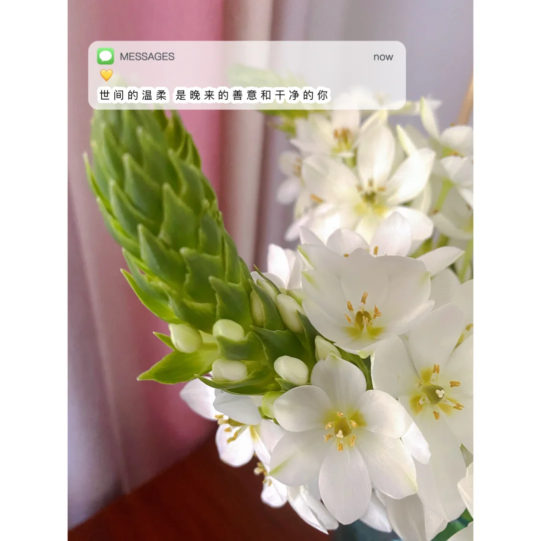 房东的猫王心怡_房东的猫王心怡颜值_房东的猫王心怡个人资料简介