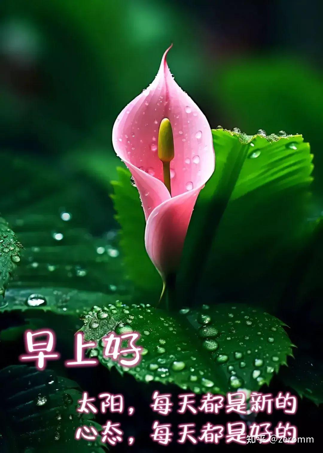 观月歌帆前世_观月歌帆多大_观月歌帆