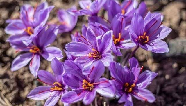 伊朗节日8月_伊朗节日_伊朗节假日