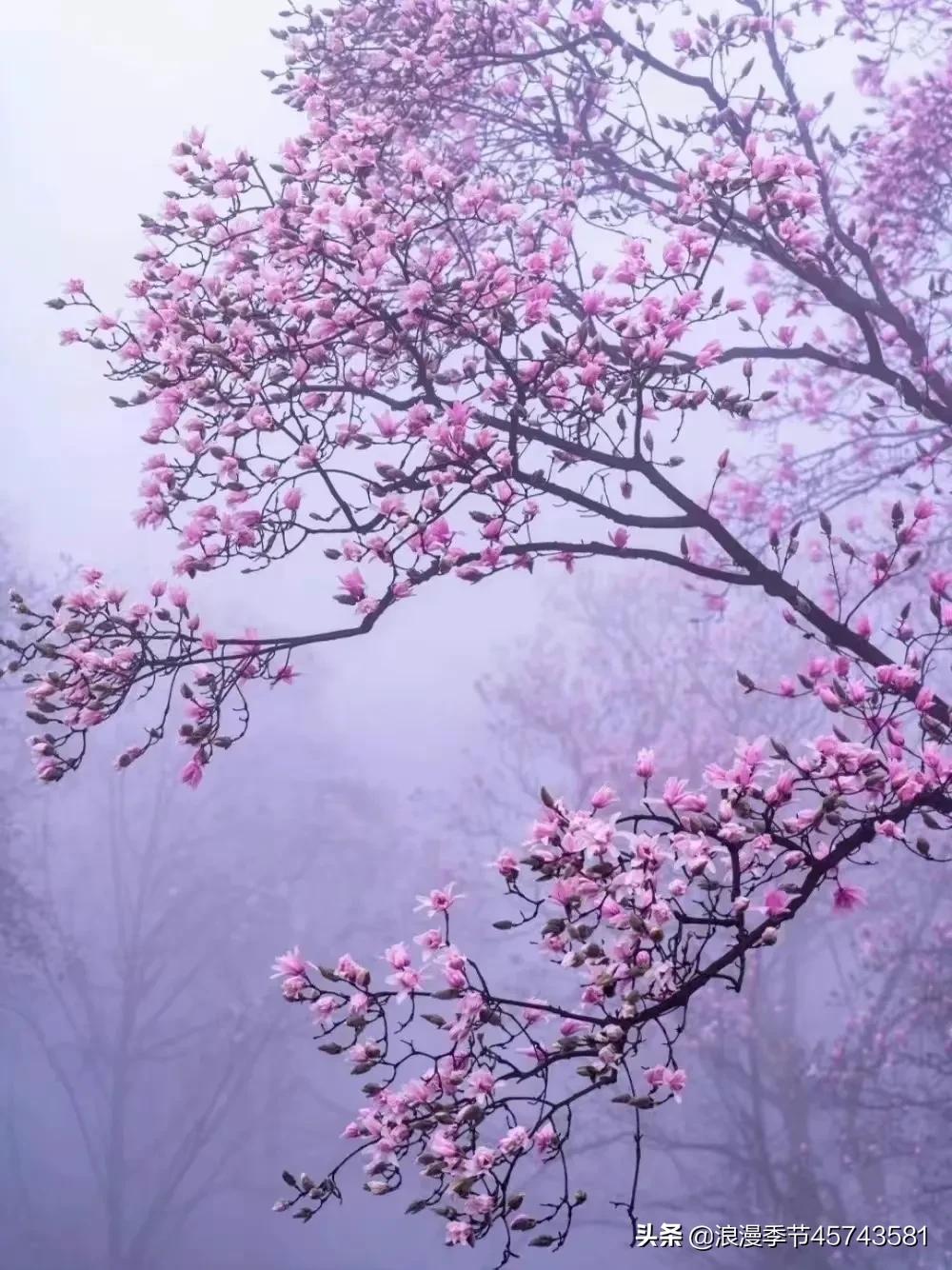 此花亭_此花亭_花亭湖