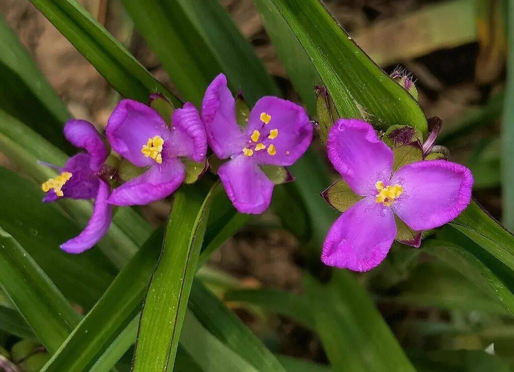 松尾芭蕉赏花_松尾芭蕉_松尾芭蕉为什么叫芭蕉