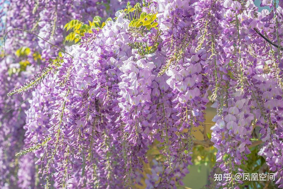 松尾芭蕉赏花_松尾芭蕉_松尾芭蕉为什么叫芭蕉