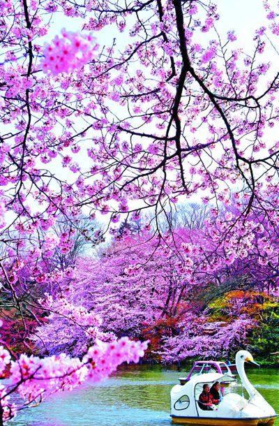 松尾芭蕉_松尾芭蕉为什么叫芭蕉_松尾芭蕉赏花