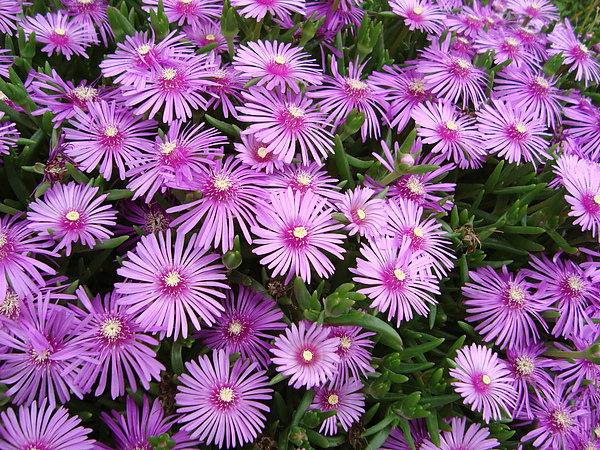 松尾芭蕉_松尾芭蕉赏花_松尾芭蕉为什么叫芭蕉