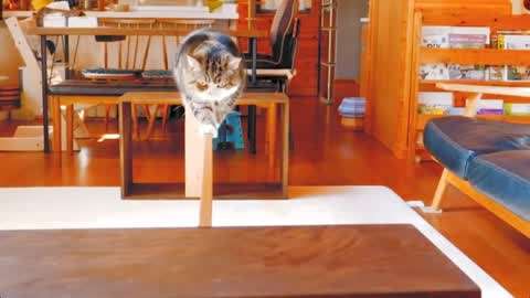 玩肥猫手机游戏怎么玩_肥猫玩手机游戏_肥猫游戏解说好看视频