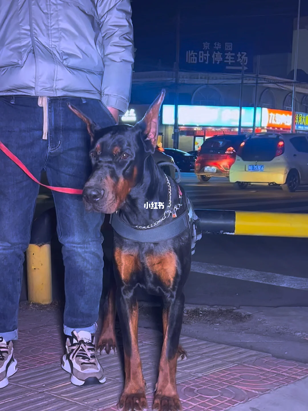 杜宾犬模拟器_杜宾犬手机超清壁纸_杜宾犬手机游戏