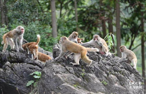 猕猴条游戏,趣味横生的动物冒险之旅