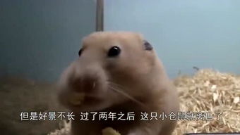 游戏的人醒了,探寻游戏世界的真实面纱